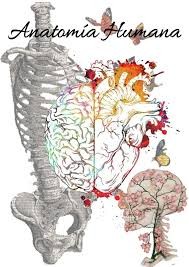 Carátula Anatomía Humana